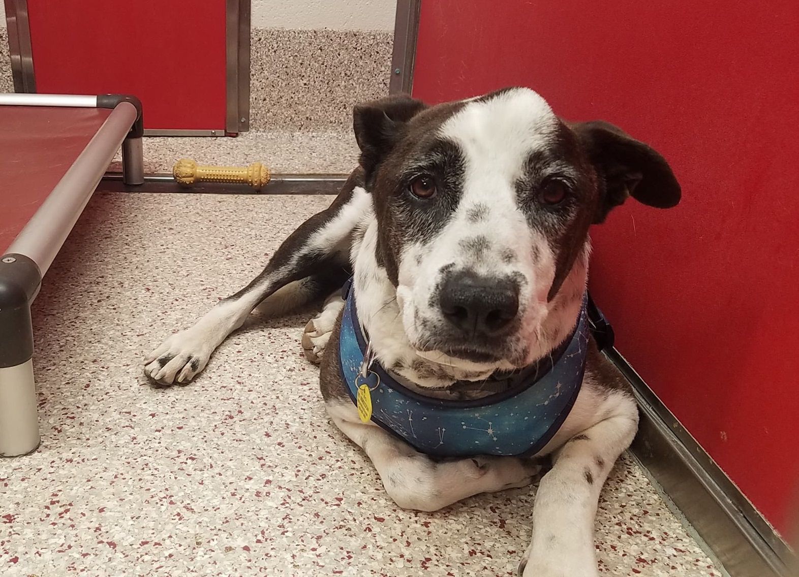 Adopt a friend: Bandit